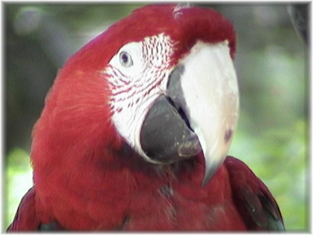 MACAW 0110